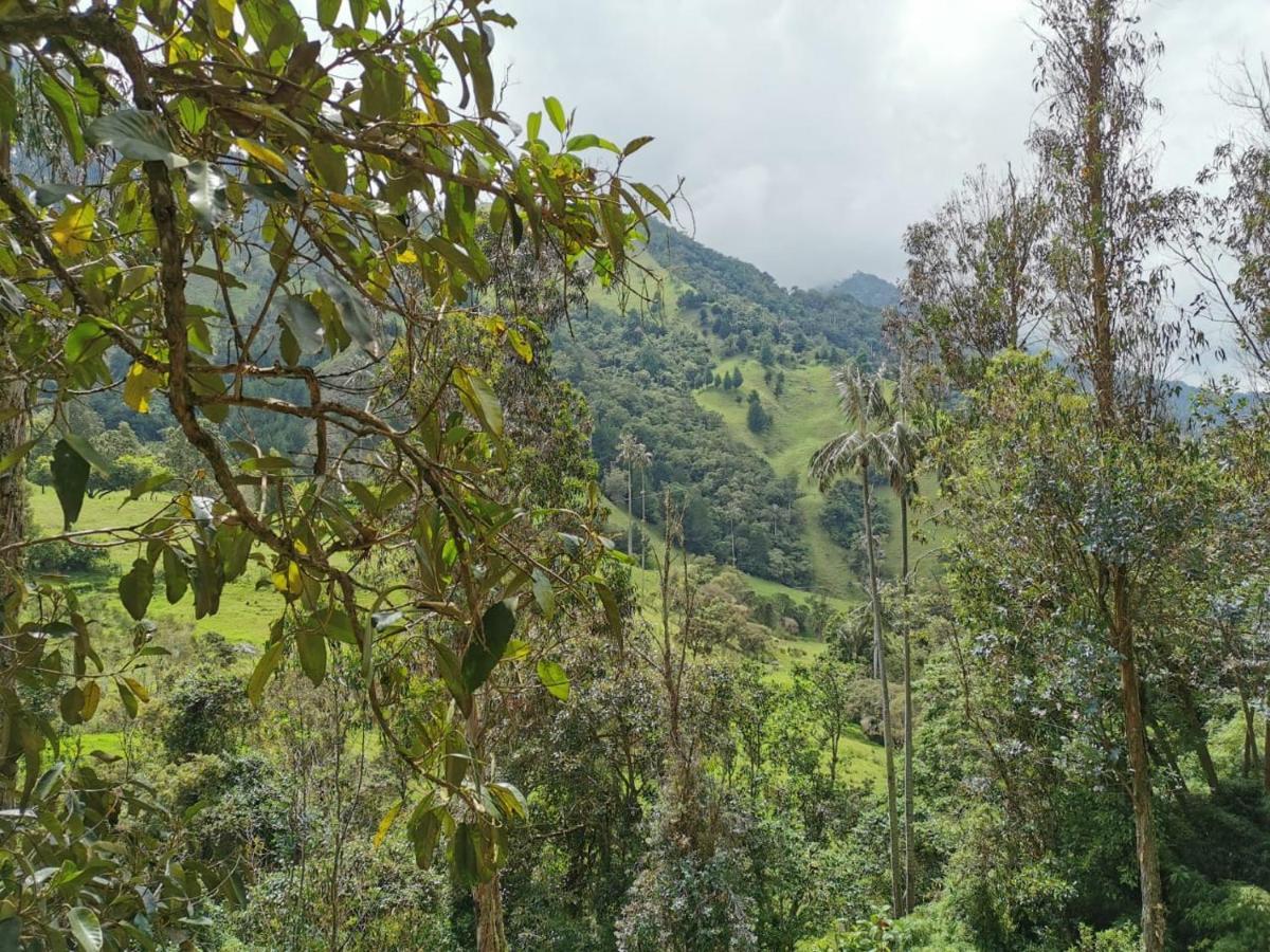 Cabanas Valle Del Cocora La Truchera Salento Ngoại thất bức ảnh